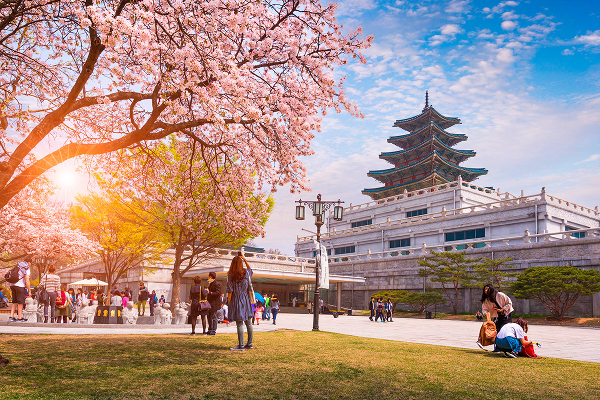 Храм и вишневый цвет в Сеуле